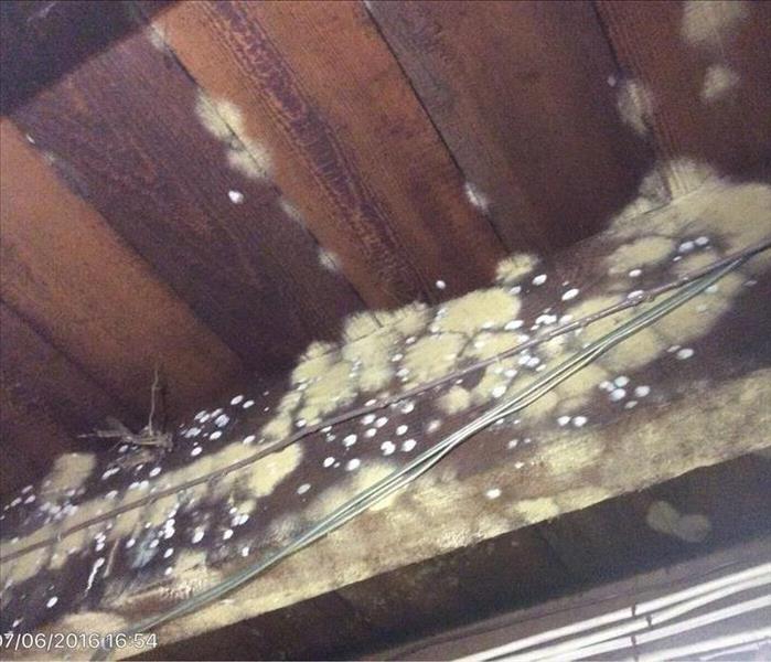 Big patches of white and yellow mold on floor joists