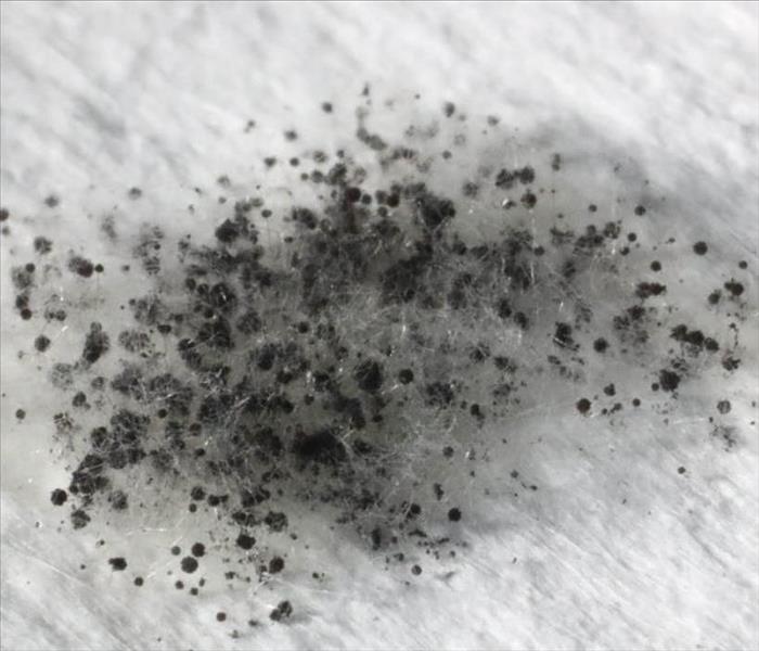 Black mold spores